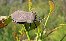 squash bug