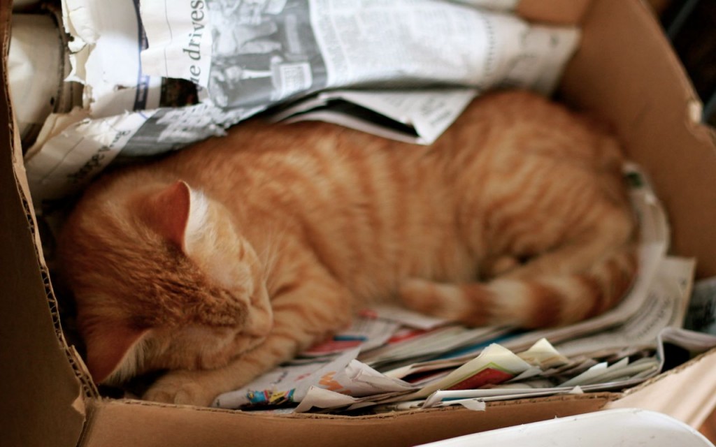 Our kitty Lolo asleep in the newspaper box. Sweet!