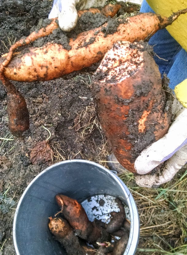 Pretty big, huh? Dad weighed one of his sweet potatoes: it weighed 4 pounds. This one might have, but it broke. We put the broken or scuffed up potatoes in a separate bucket, to be used immediately.