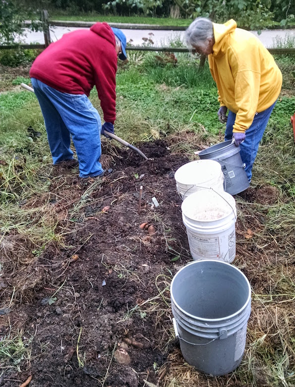 This is how it's done: note the clumps of sweet potatoes, which were planted in a ridge. The buckets aren't just optimism. We filled them all, mostly.