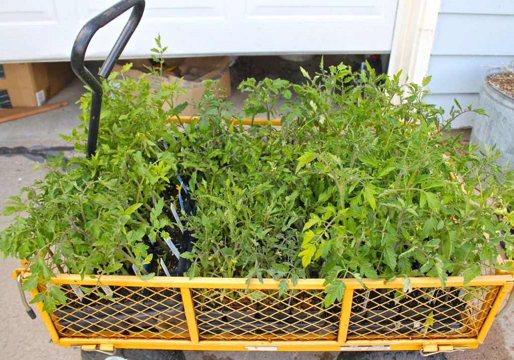 My little wagon, crowded with tomato plants.