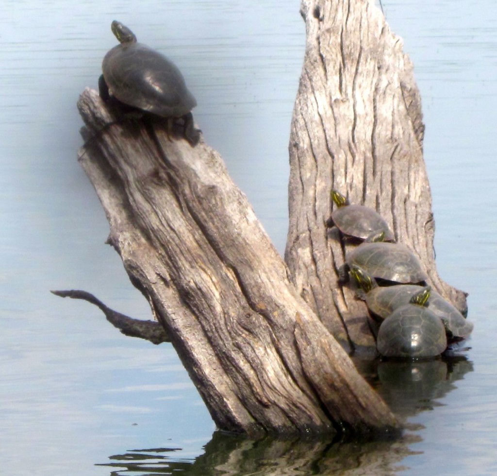 turtles