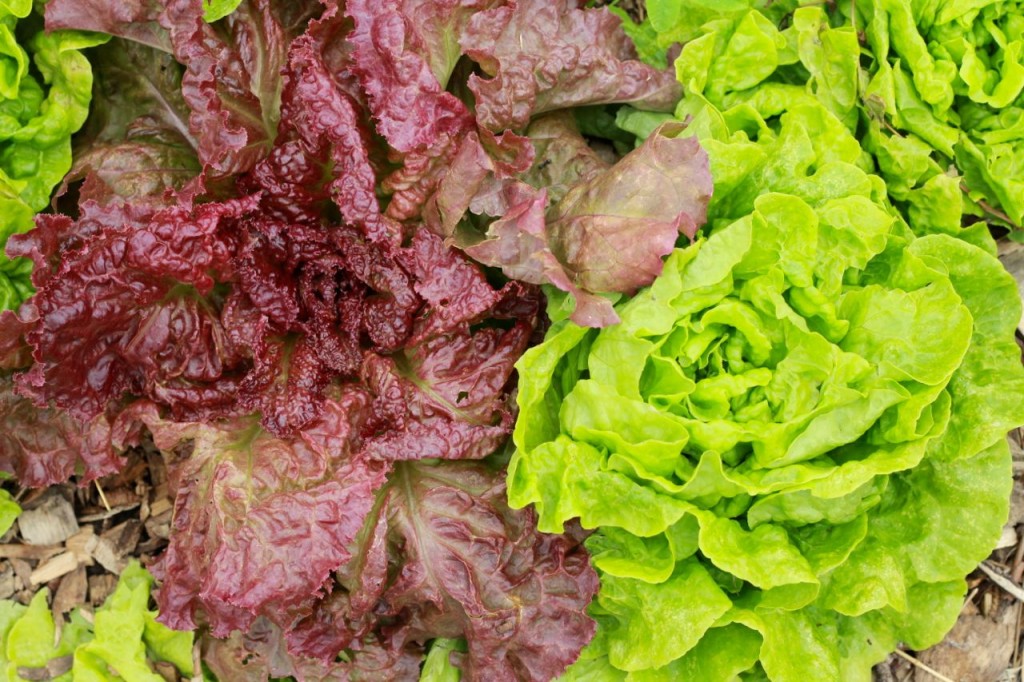 Tom Thumb on the right, and red leaf lettuce on the left.