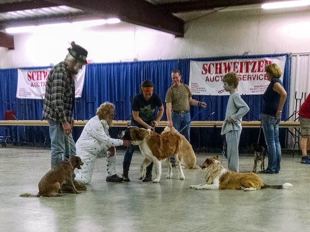 Mack is standing at the right, and Scout lies down, waiting for ,,, the St. Bernard, to settle down enough to do a meet-and-greet.