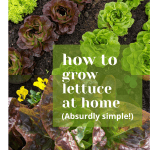 How to Grow Lettuce at Home: absurdly simple!