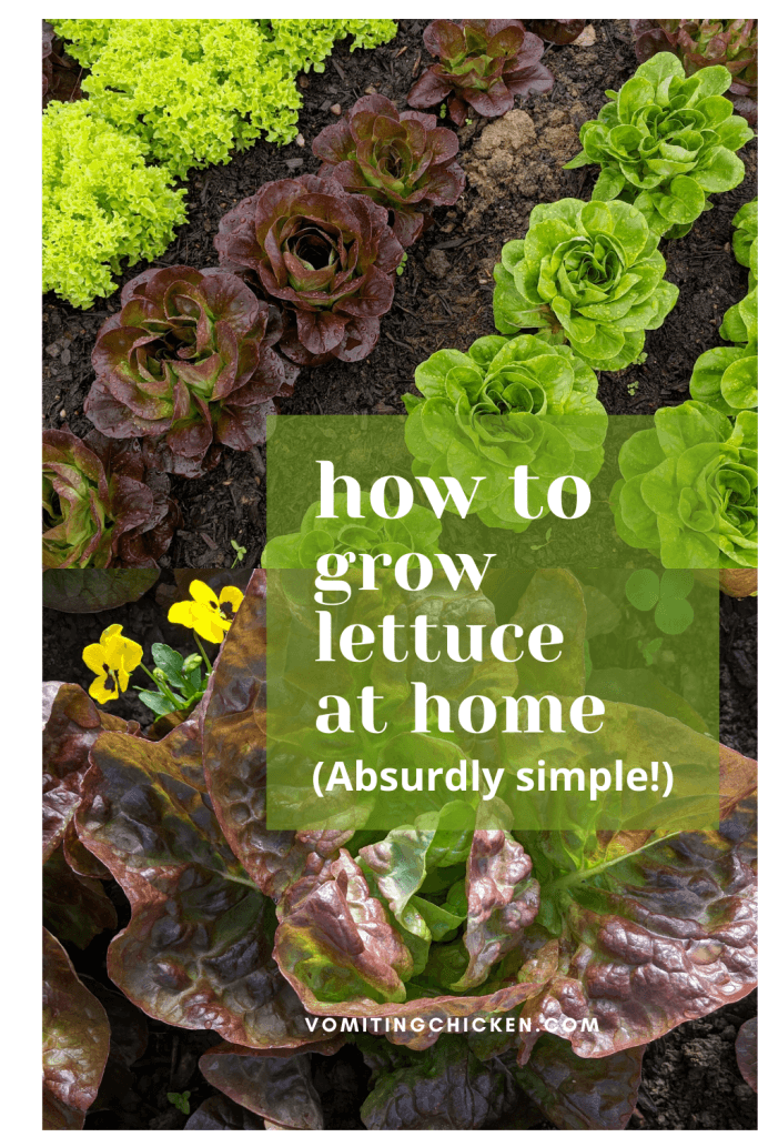 photo of lettuces with "How to grow lettuce at home" text
