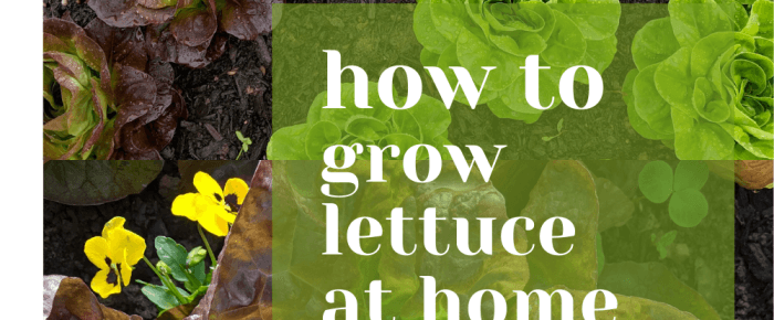 How to Grow Lettuce at Home: absurdly simple!