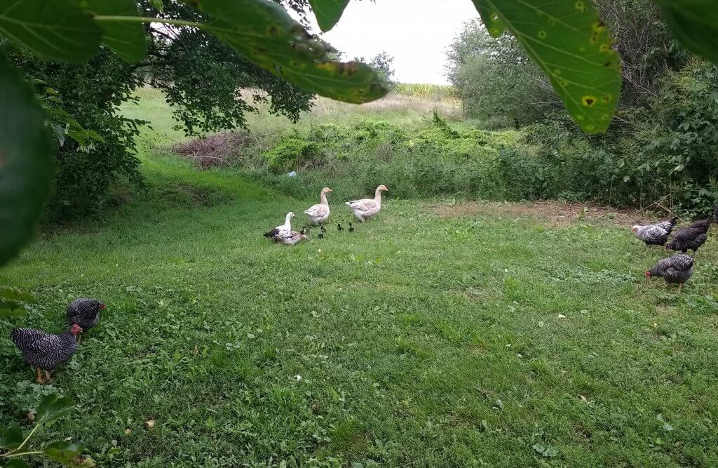 geese and duck family