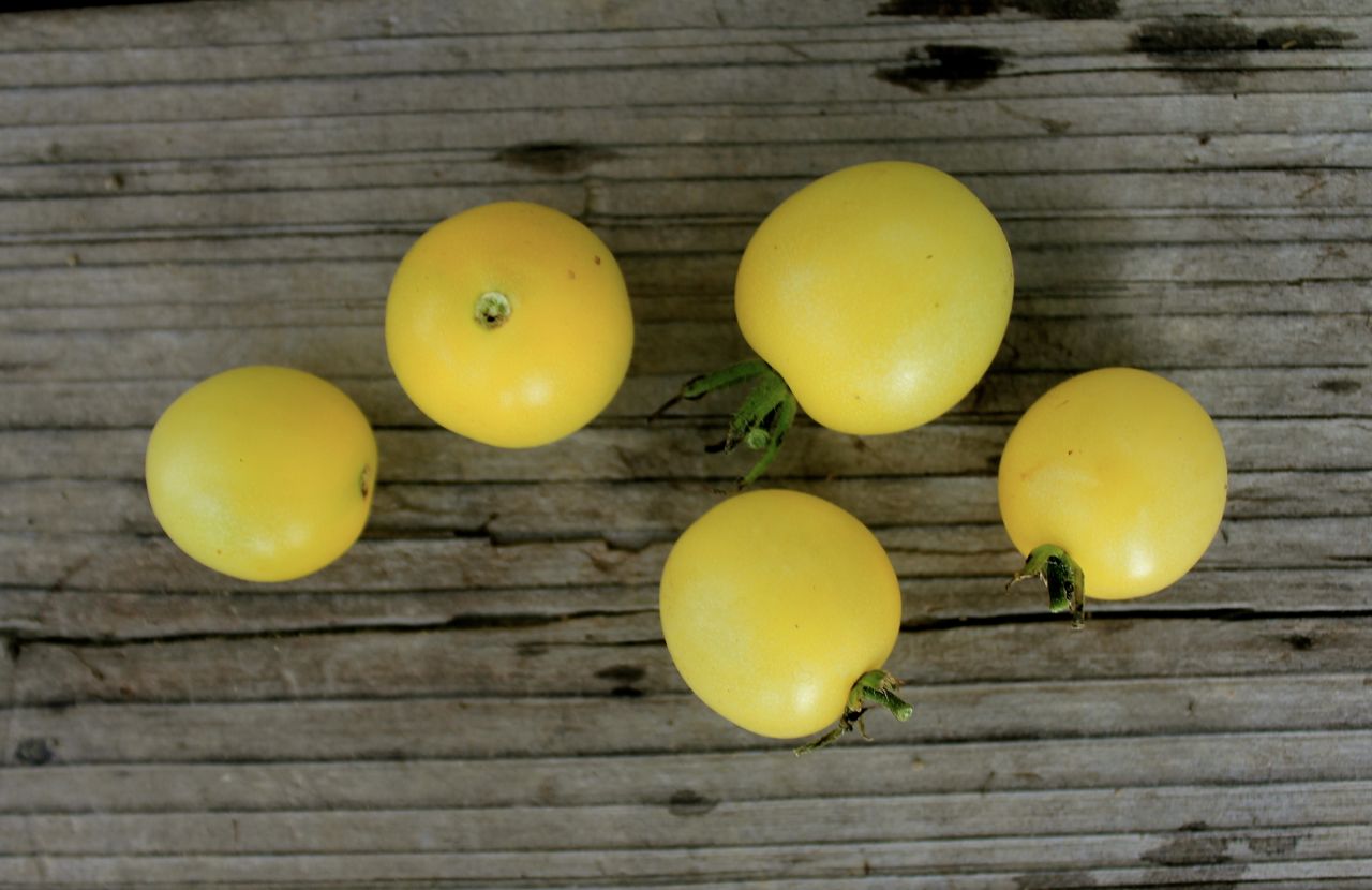 Heirloom tomatoes in my garden this year's favorites, so far