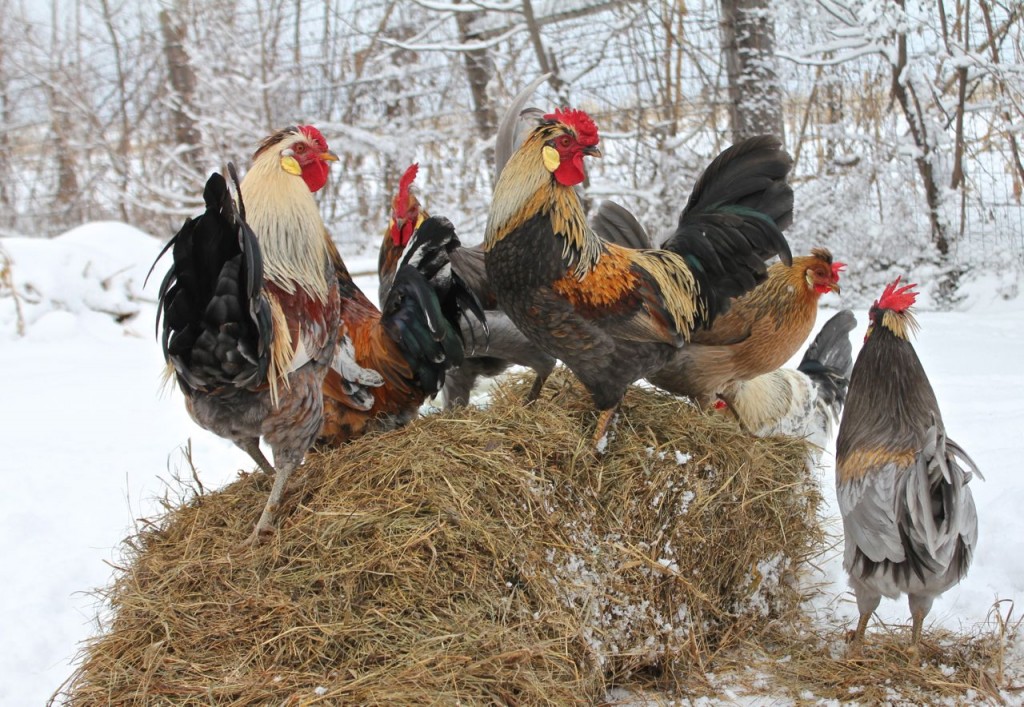 My Icelandic roosters say Merry Christmas, too! :)