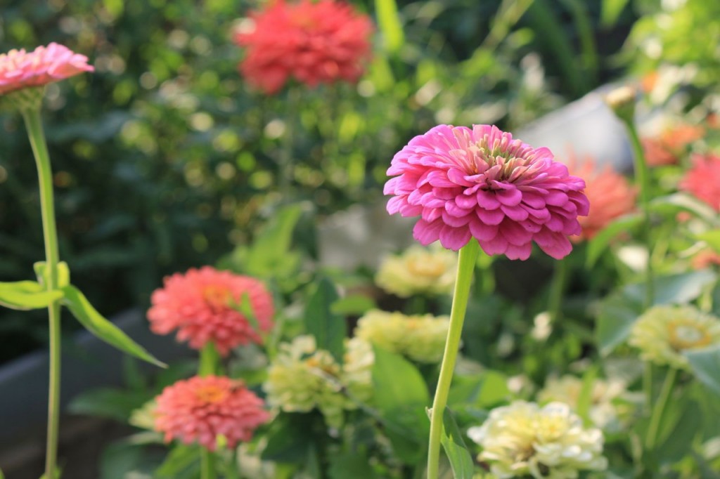 Zinnias couldn't be prettier.