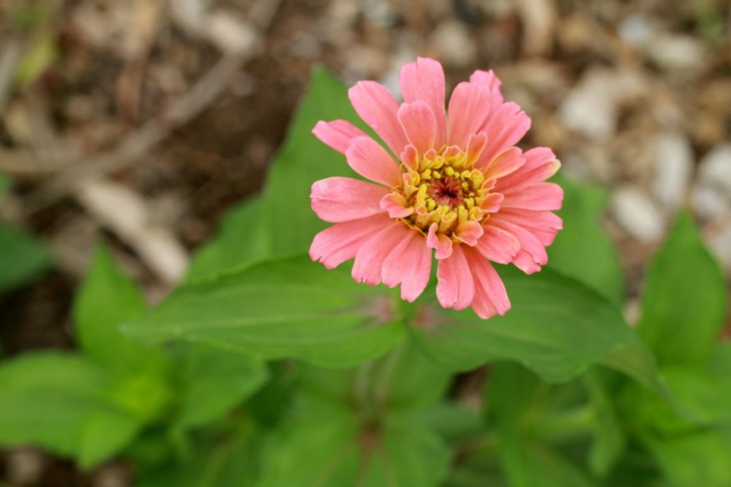 "Pink Senorita," Baker Creek Seeds